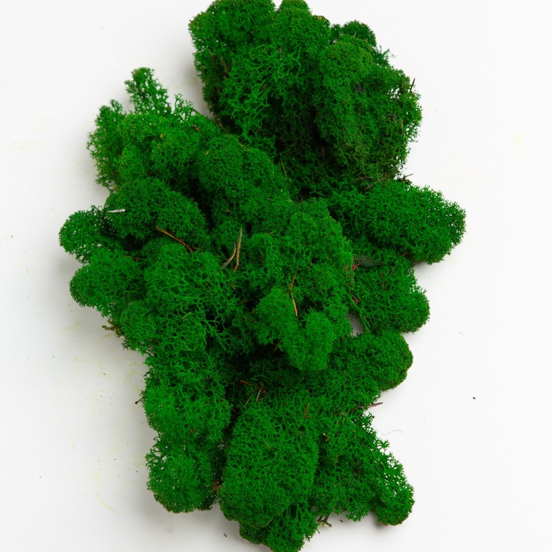 

Стабилизированный мох Green Ecco Moss Ягель Скандинавский Темно-зеленый 1 кг