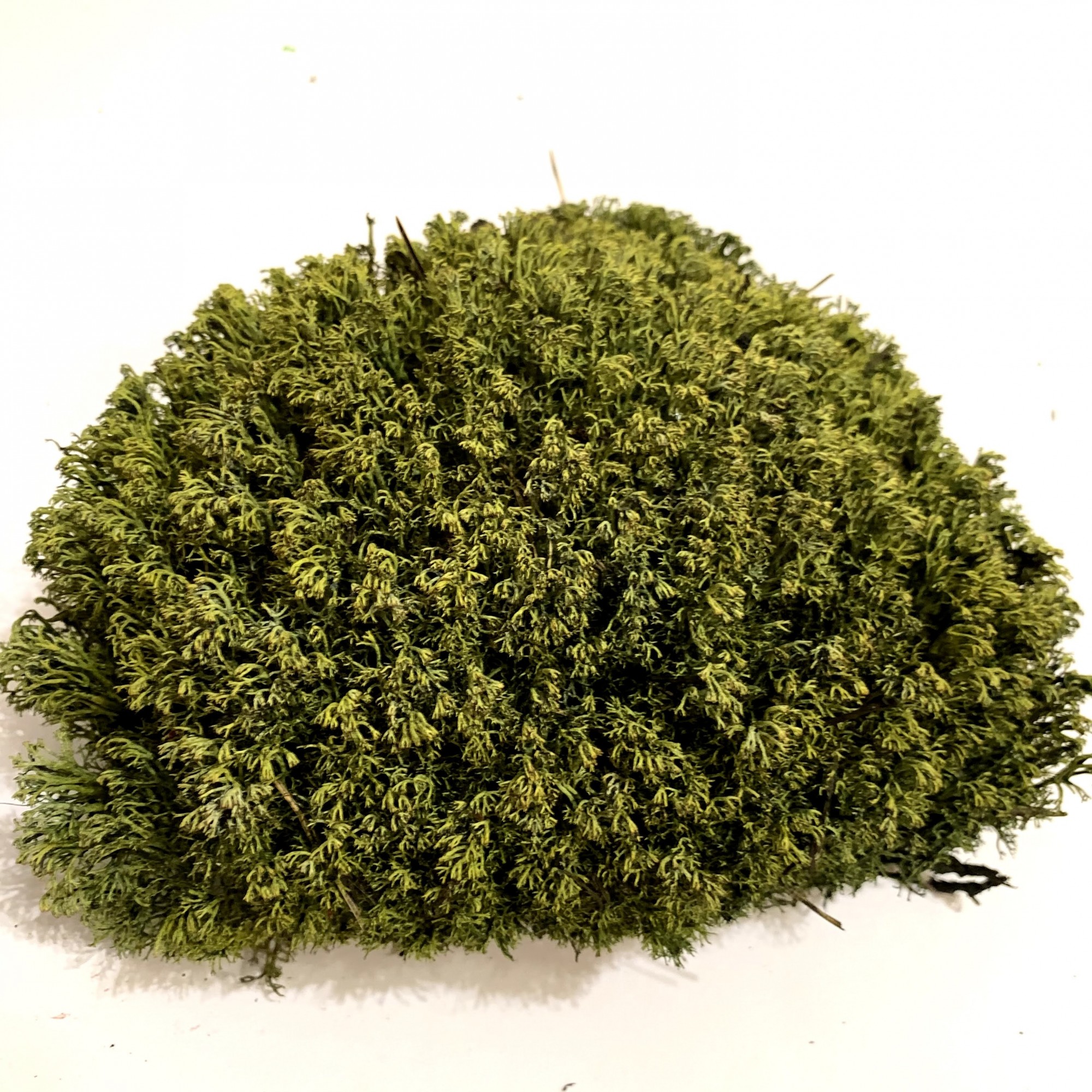 

Стабилизированный мох Green Ecco Moss Ягель Украинский Хаки 500 г