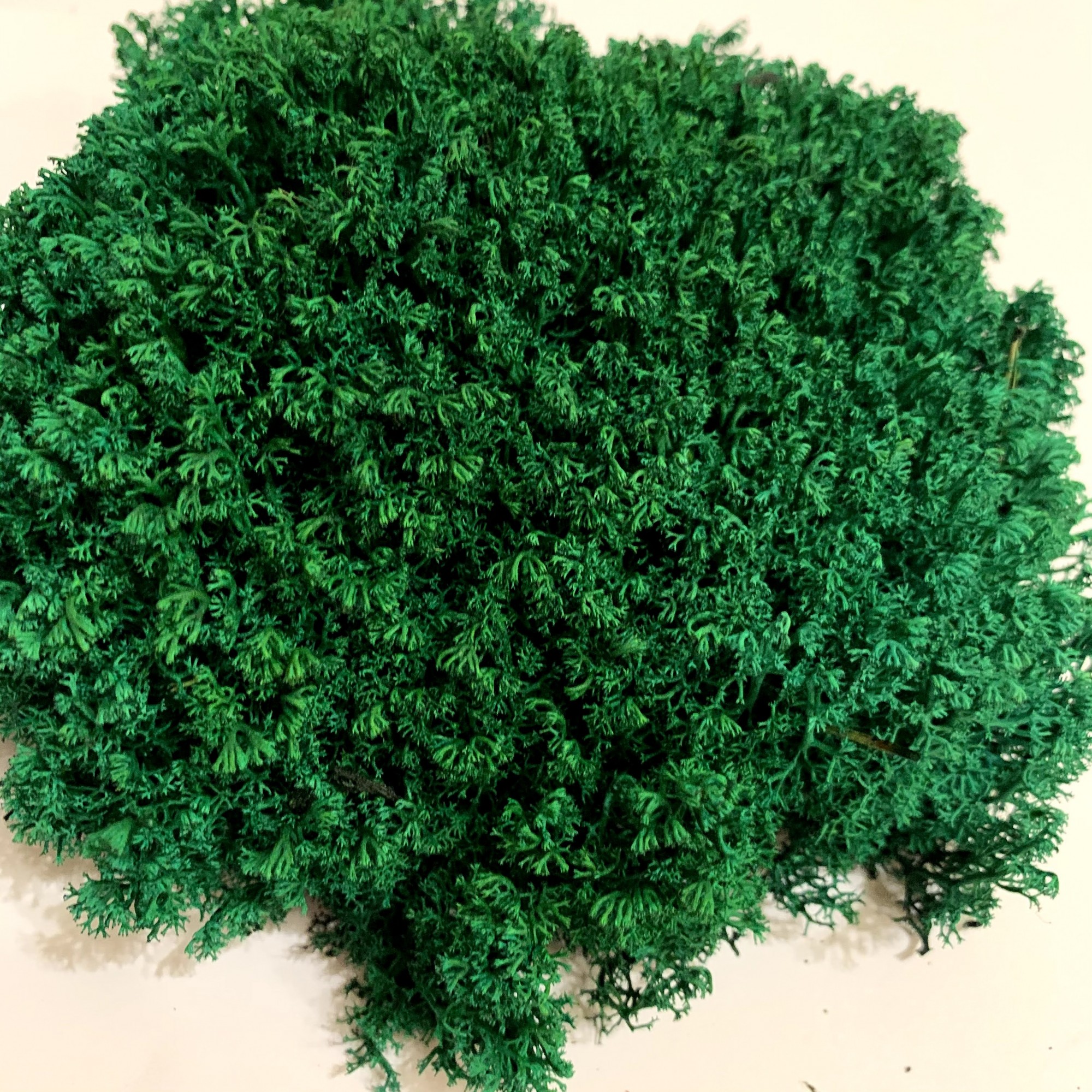 

Стабилизированный мох Green Ecco Moss Ягель Украинский Изумрудный 500 г