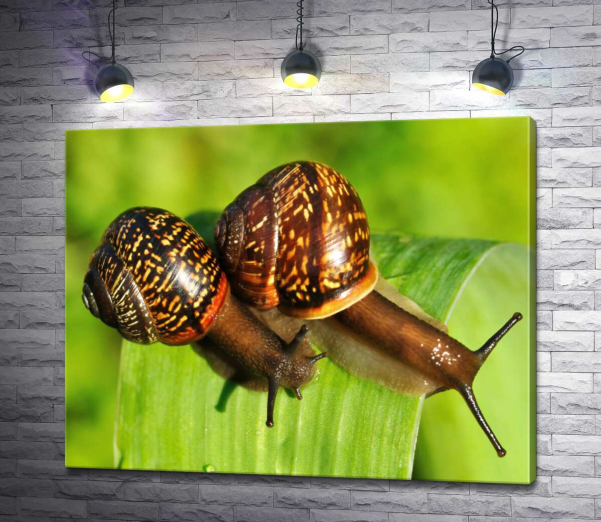 

Картина ArtPoster Две пятнистые улитки ползут по травинке 100x80 см Модуль №1