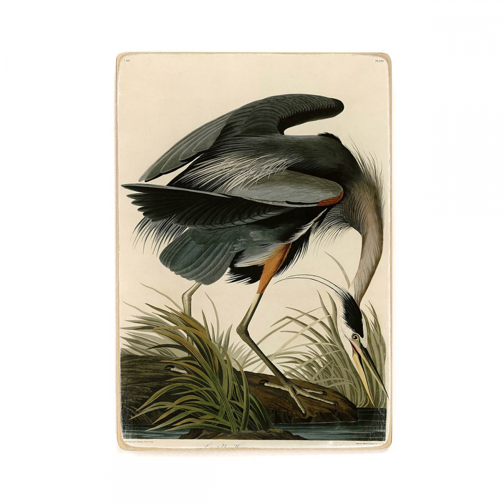 

Деревянный постер Искусство John James Audubon - Great Blue Heron. Birds of America, Plate 211 2 А2