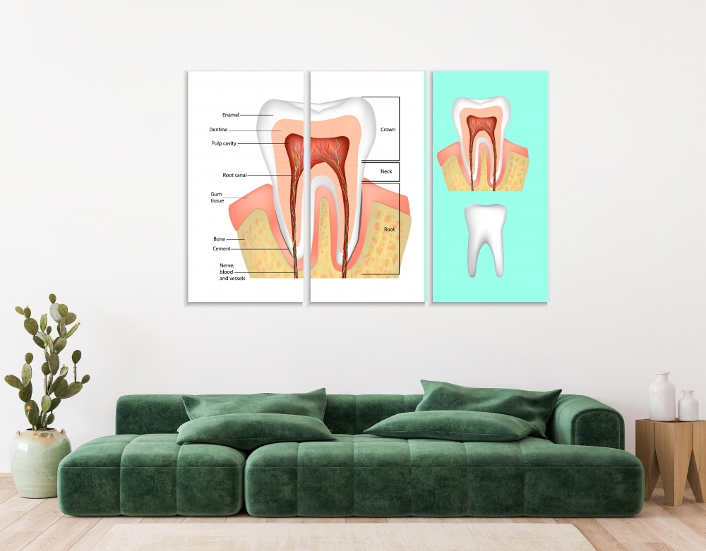 

Картина на холсте Модульные Модульная картина Tooth Structure 3 картины 70х140 см.