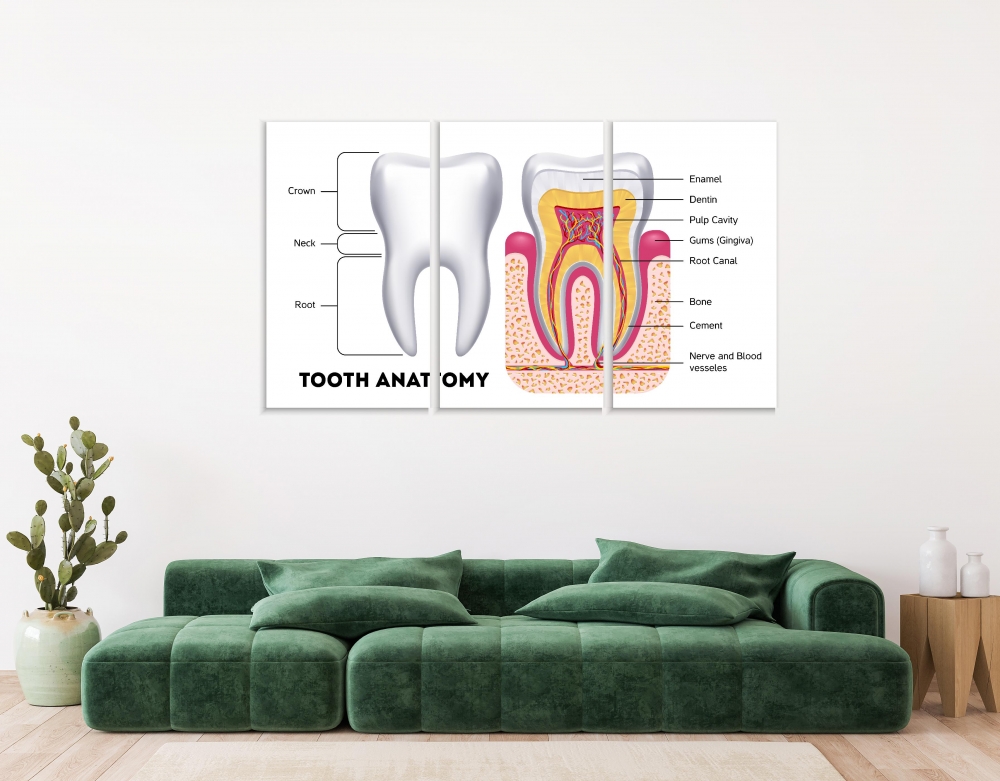 

Картина на холсте Модульные Модульная картина Tooth Anatomy 3 картины 70х140 см.