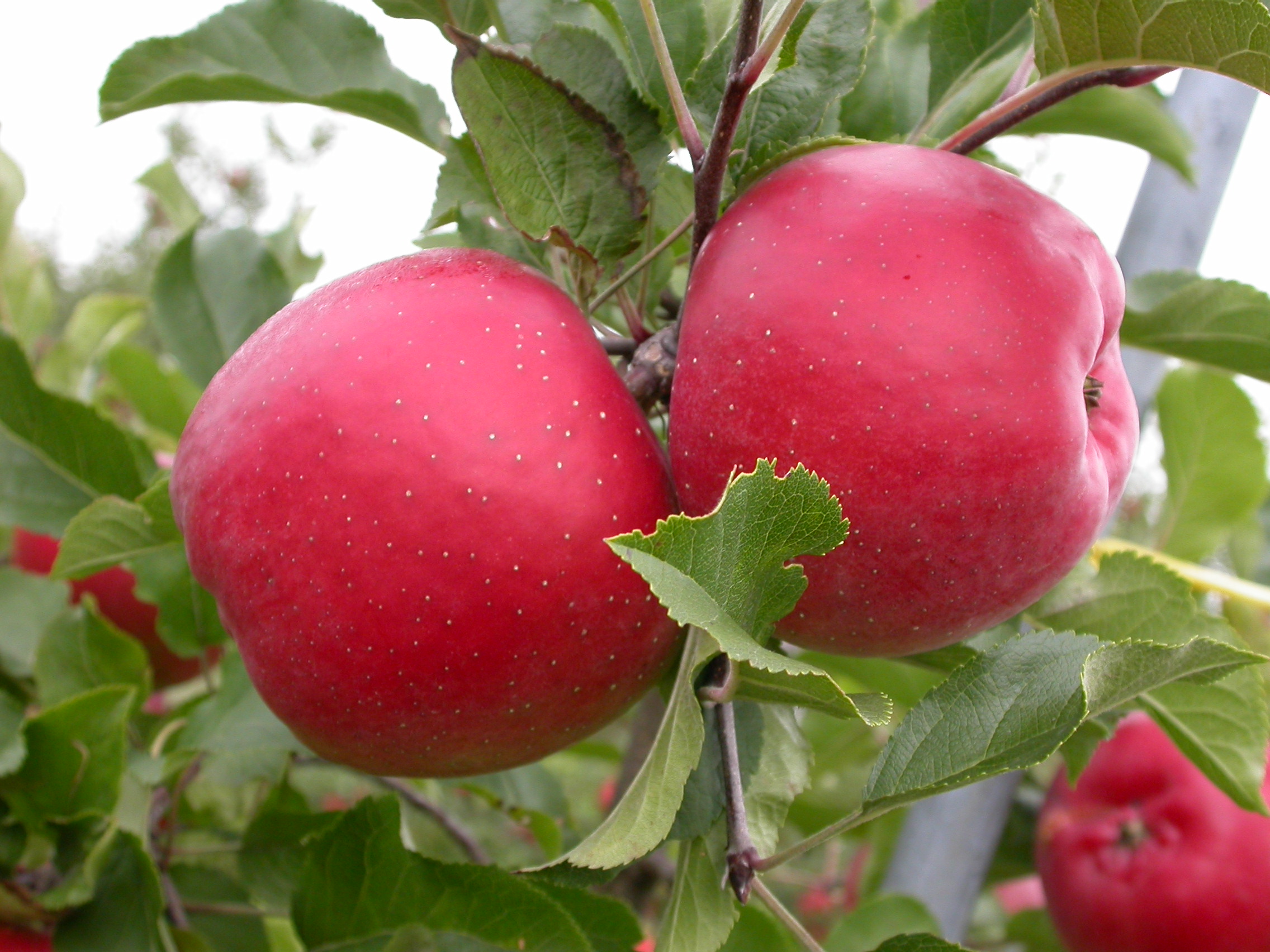 Первенец ртищева яблоня описание фото