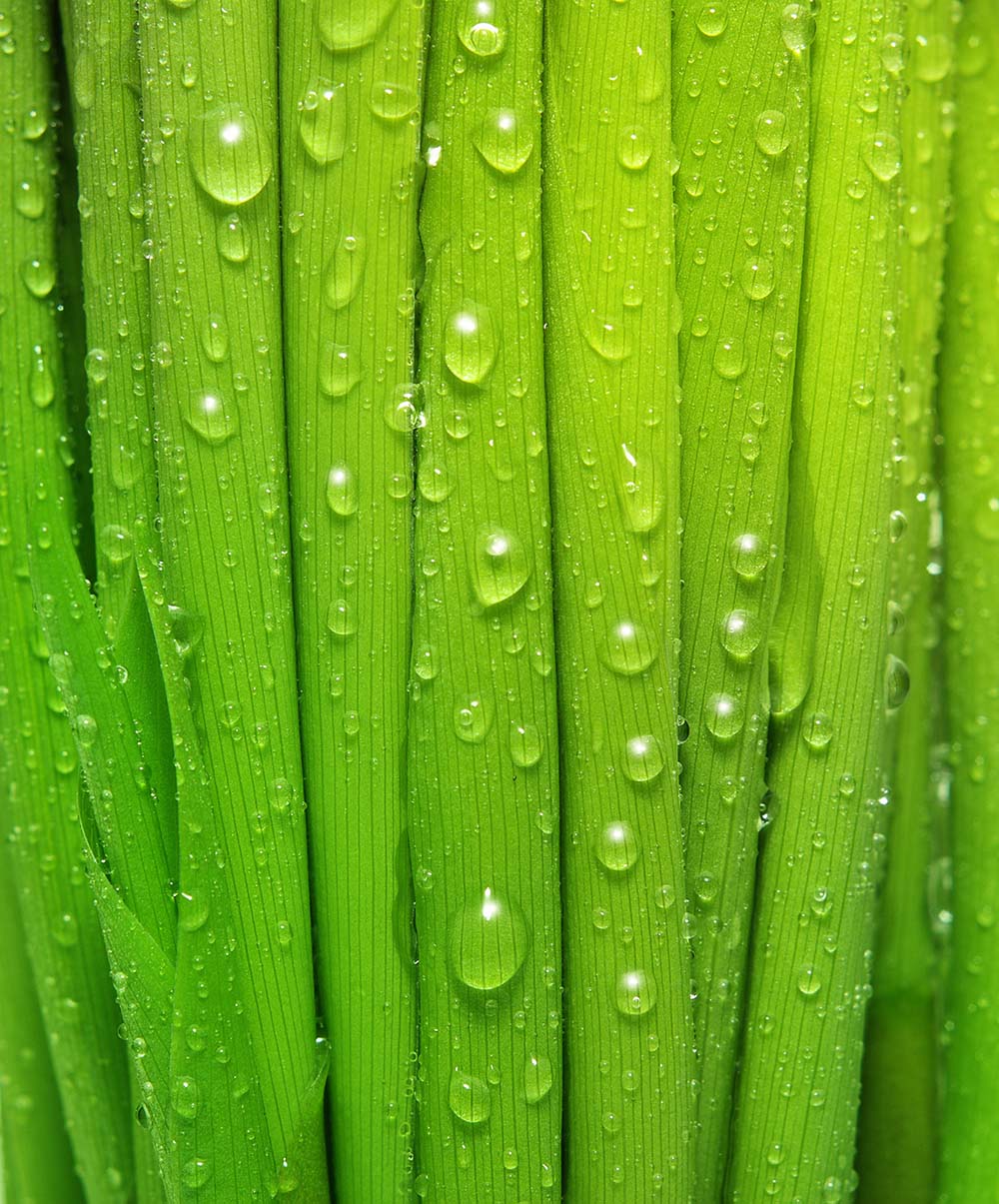 Фотообои ArtSide Роса на траве (9885) Базальт – низкие цены, кредит ...