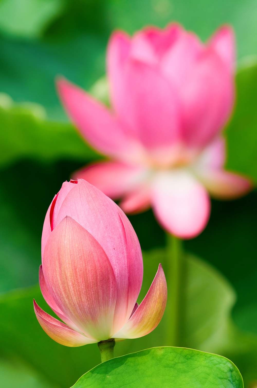 Фотообои ArtSide Лотосы (1535) Холст – фото, отзывы, характеристики в ...