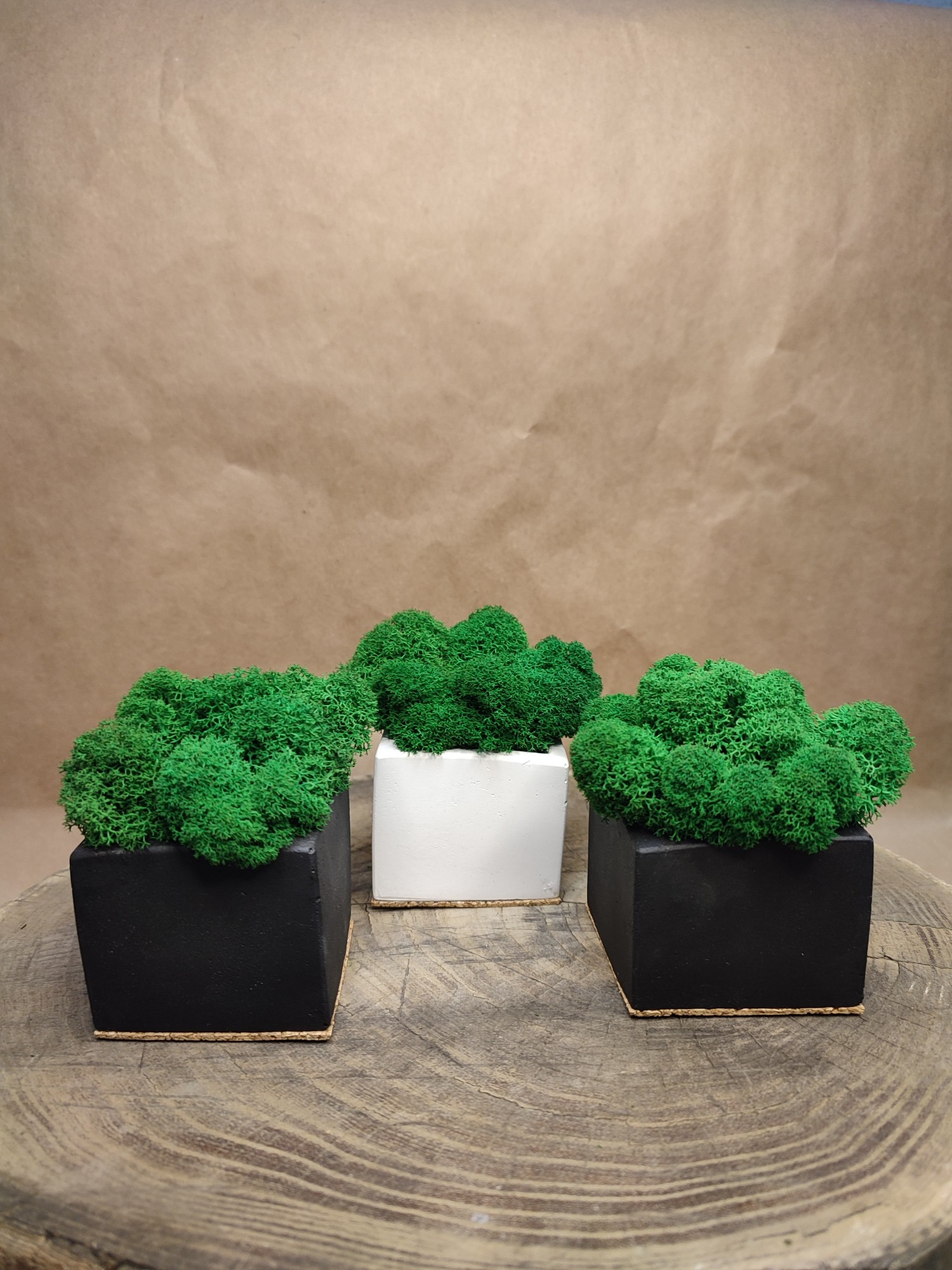Набор из 3-х кашпо со стабилизированным мхом "Kvadrat Black and White ...