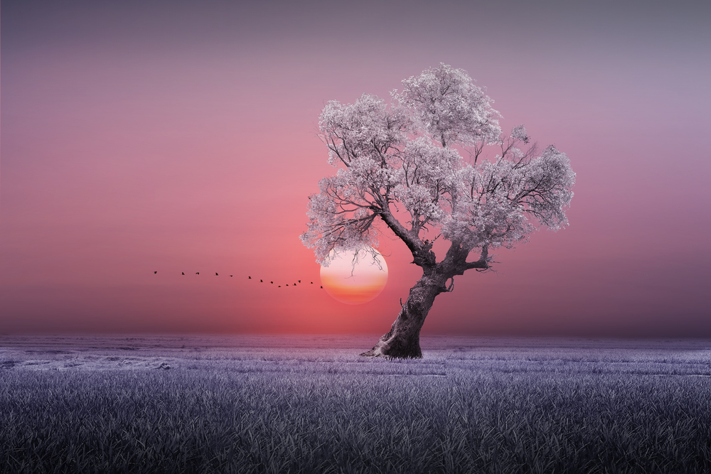 

Фотообои Природа 'Зимнее дерево' (5353) , Кожа