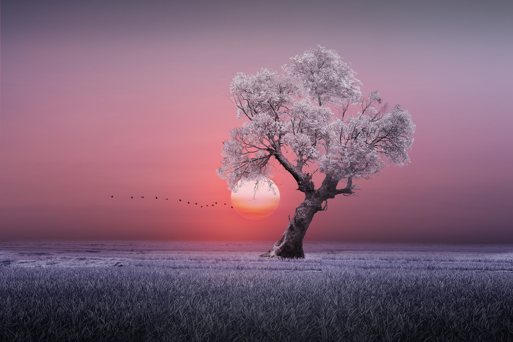 

Фотообои Природа 'Зимнее дерево' (5353) , Штукатурка