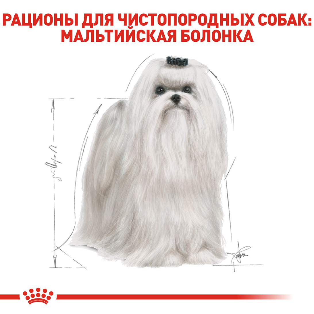 Сухой корм Royal Canin Maltese Adult для собак породы Мальтийская болонка  0.5 кг (3182550782180) от продавца: Mr. Jingles – в интернет-магазине  ROZETKA | Купить в Украине: Киеве, Харькове, Днепре, Одессе, Запорожье,  Львове