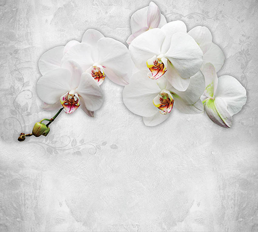 

Фотообои WS Wallpaper Орхидея на стене 294*270 (31279) Флора