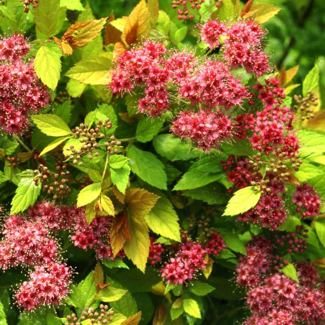 Спирея японская Мэджик Карпет  Spiraea japonica Magic Carpet С10 Н 60 –  фото, отзывы, характеристики в интернет-магазине ROZETKA от продавца:  ImportPlant | Купить в Украине: Киеве, Харькове, Днепре, Одессе, Запорожье,  Львове