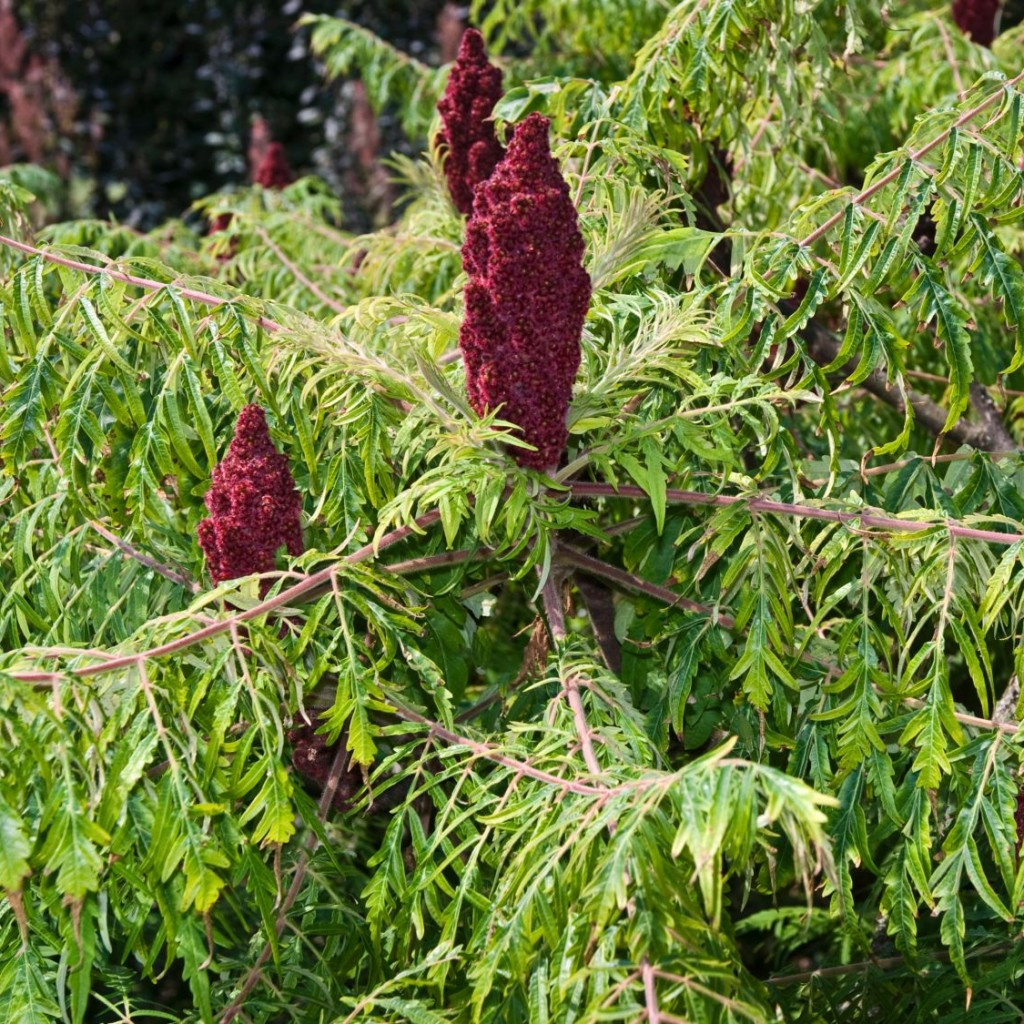 Сумах оленерогий Диссекта (пушистый) / Rhus typhina Dissecta С7.5 Н 100-120  – фото, отзывы, характеристики в интернет-магазине ROZETKA от продавца:  ImportPlant | Купить в Украине: Киеве, Харькове, Днепре, Одессе, Запорожье,  Львове