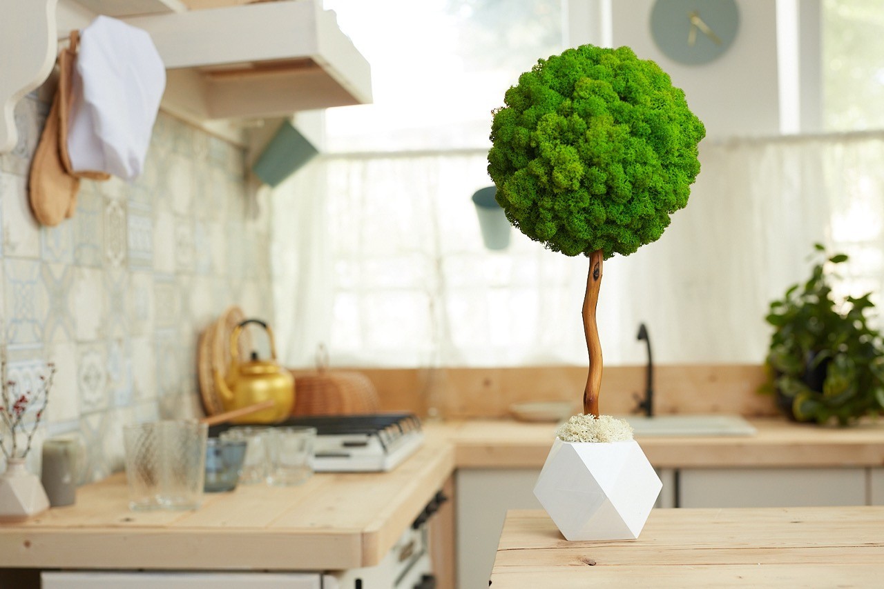 

Декоративное дерево MyWood 50 см белый горшок стабилизированный мох