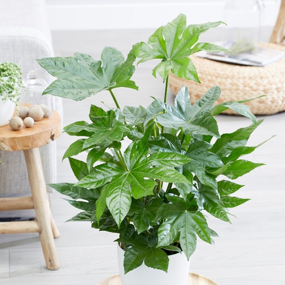 Фатсия японская Aralia japonica, высота 30-40см, объём горшка 0,7л – фото,  отзывы, характеристики в интернет-магазине ROZETKA от продавца: Sho-Sho  Store | Купить в Украине: Киеве, Харькове, Днепре, Одессе, Запорожье, Львове