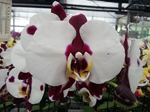 Орхидея Phalaenopsis Panda, midi