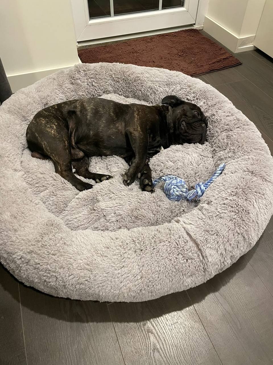 Pawsh donut dog shop bed