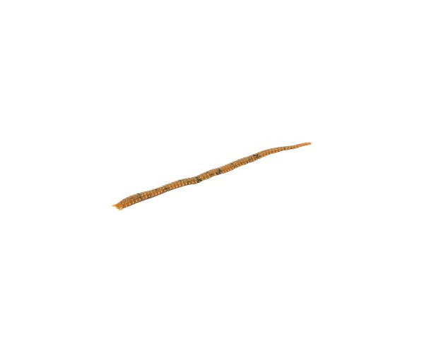 

Черви Marukyu Power Isome (Sakura Isome) Brown XL (арт.123418470106)