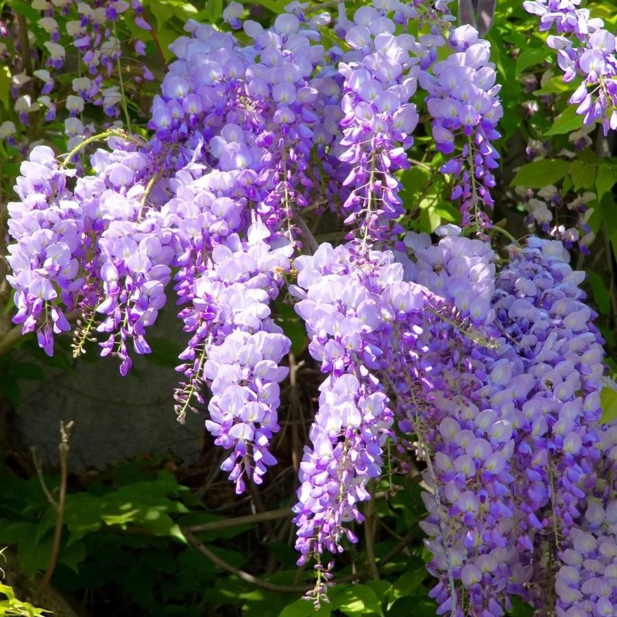 Глициния китайская рассада, Wisteria sinensis – фото, отзывы,  характеристики в интернет-магазине ROZETKA от продавца: Цвітуля | Купить в  Украине: Киеве, Харькове, Днепре, Одессе, Запорожье, Львове