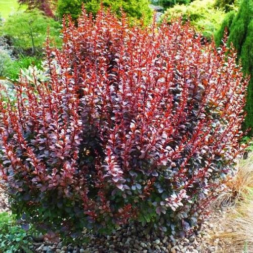 Барбарис Тунберга Дартс ред леди, Berberis thunbergii Darts Red Lady ...