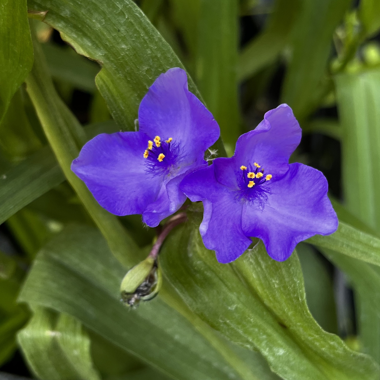 Традесканция садовая многолетняя (Саженцы в контейнере), Tradescantia –  фото, отзывы, характеристики в интернет-магазине ROZETKA от продавца:  Цвітуля | Купить в Украине: Киеве, Харькове, Днепре, Одессе, Запорожье,  Львове