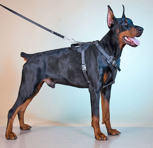 

Шлейка из натуральной кожи для собак (ld044) Lockdog S (16-29 см) Черный 000139335