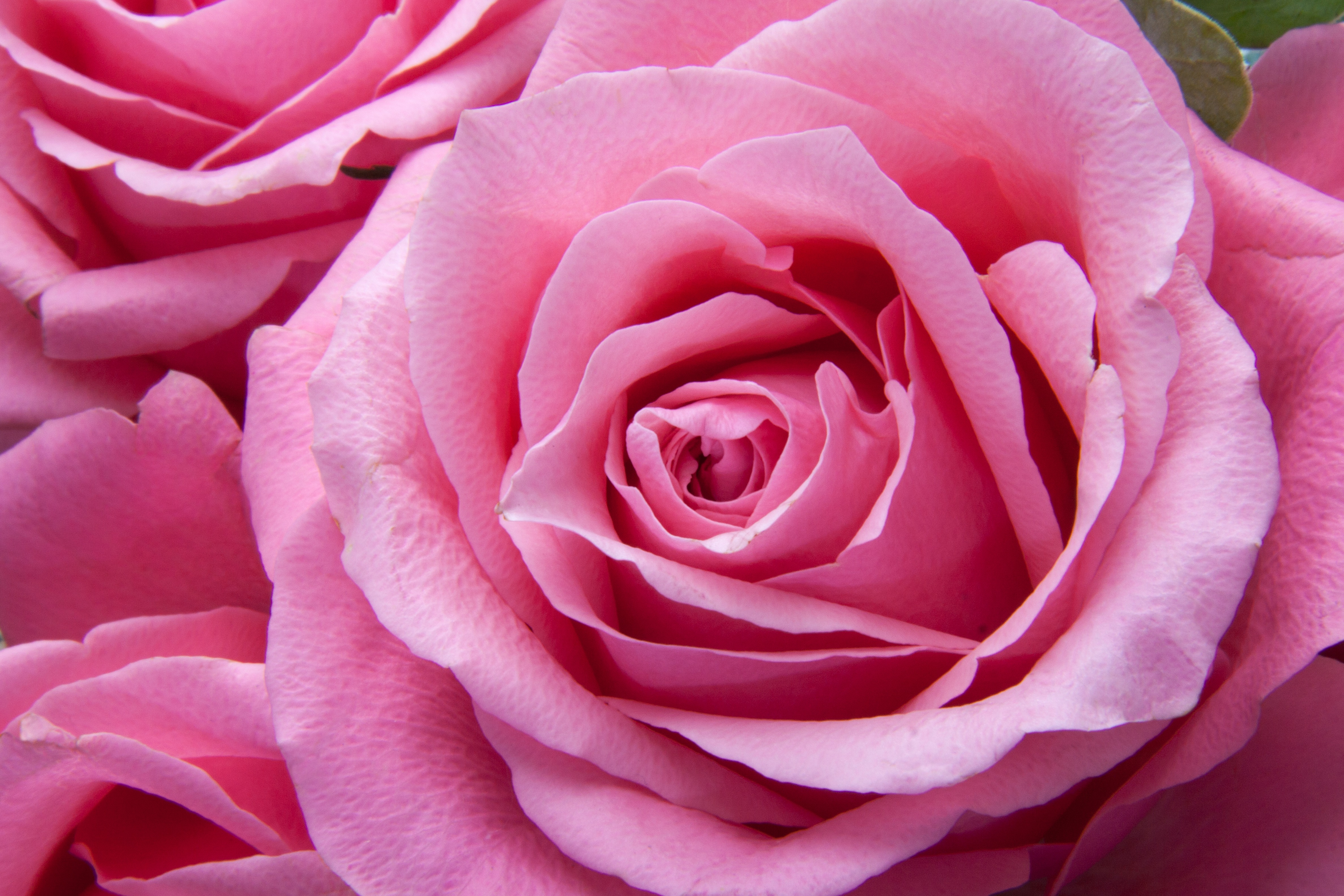 

Фотообои WS Wallpaper Розовая роза 365*250 (35056) Песок