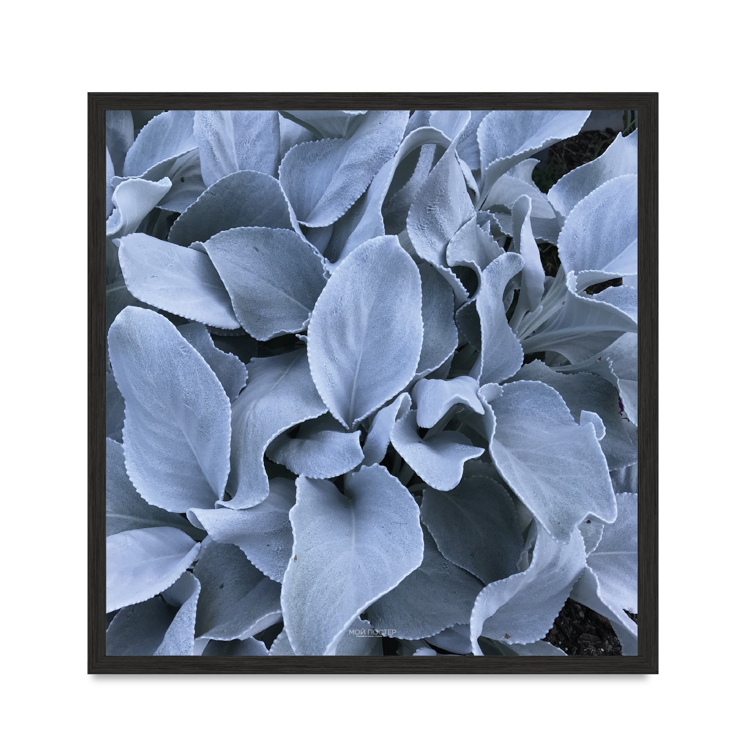 

Постер "Flowers" с антибликовым стеклом 45 x 45 см в чёрной рамке
