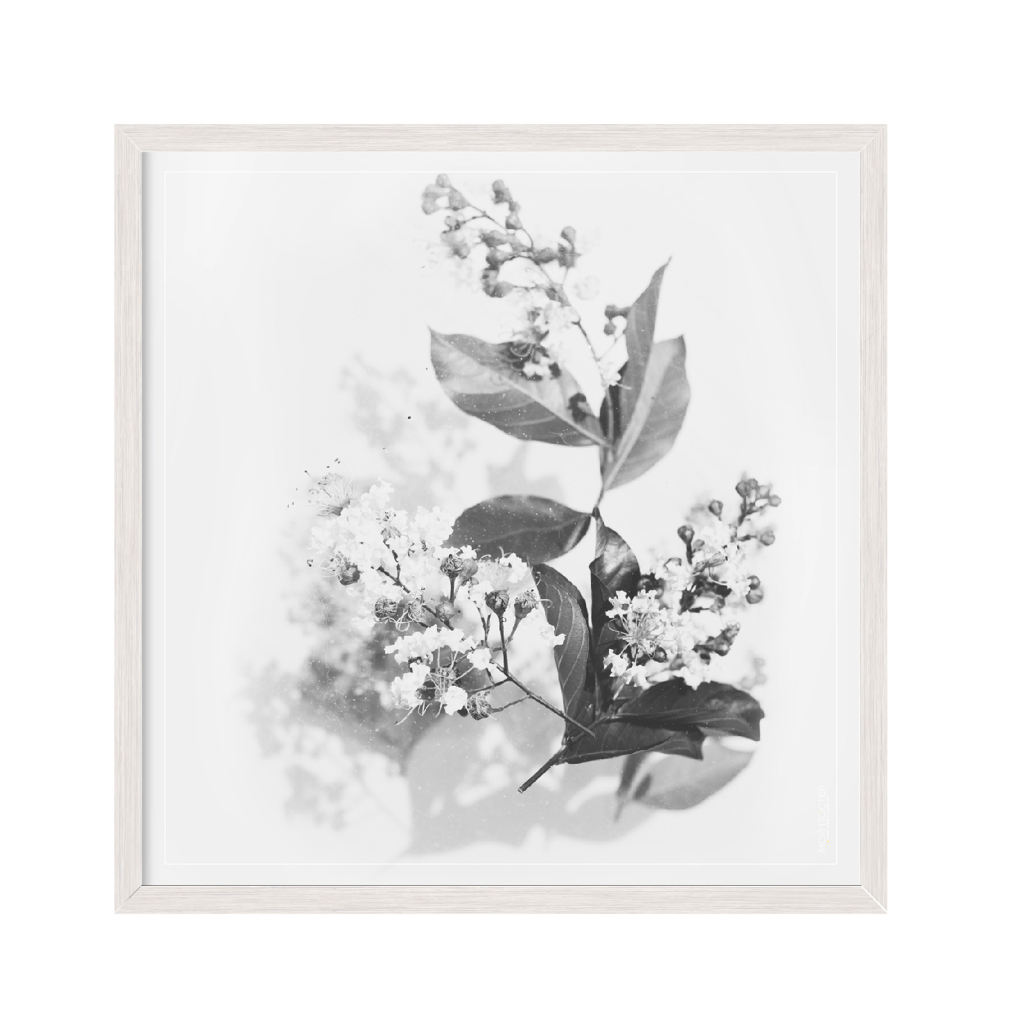 

Постер "Flowers 02" без стекла 60 x 60 см в белой рамке
