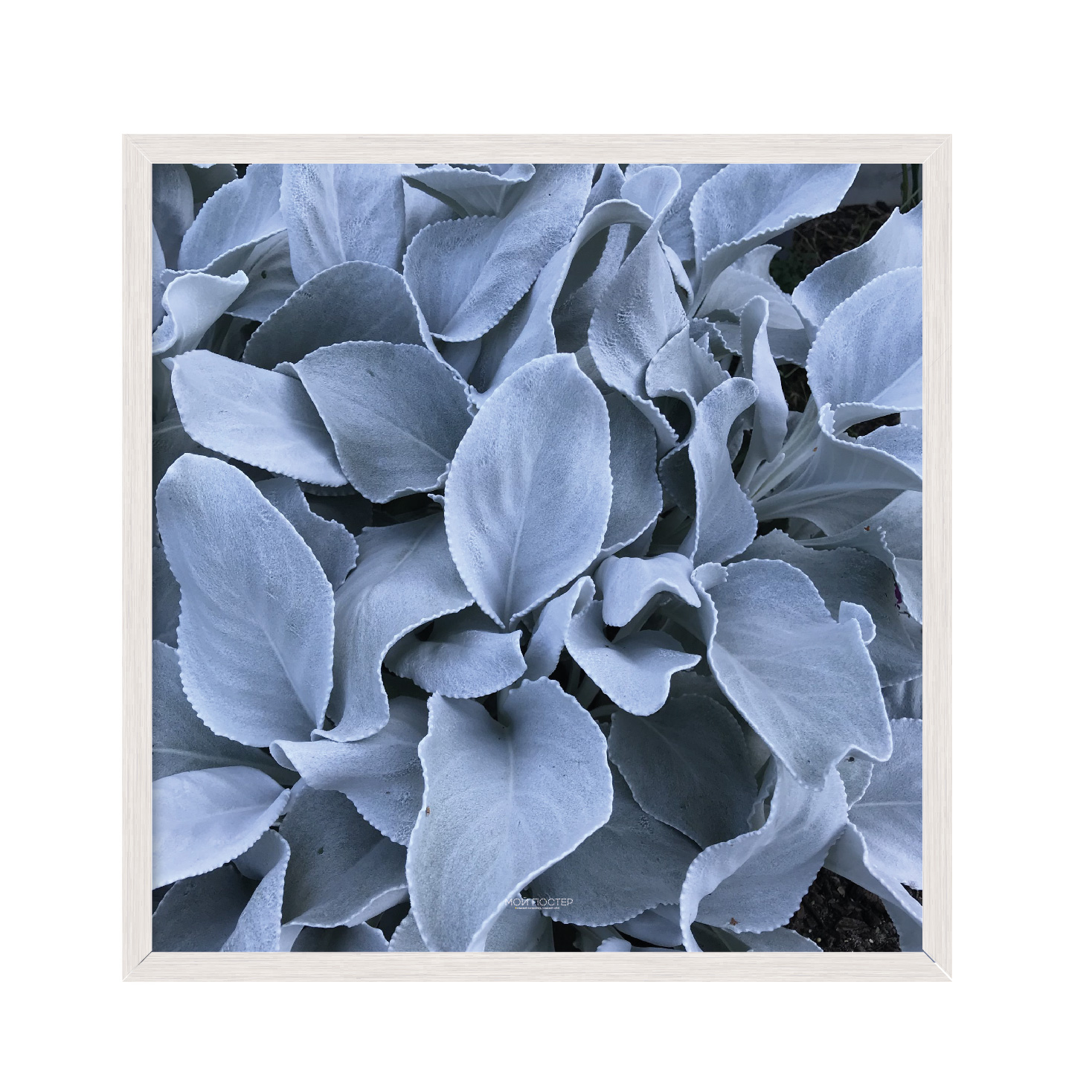 

Постер "Flowers" без стекла 60 x 60 см в белой рамке
