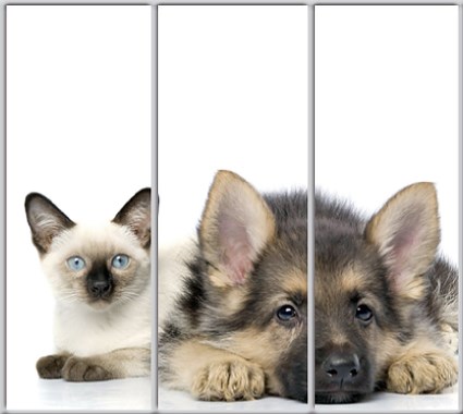 

Шкаф купе Luxe Studio Стандарт-1 Фотопечать Животные-1 2100x2400x600 трехдверный