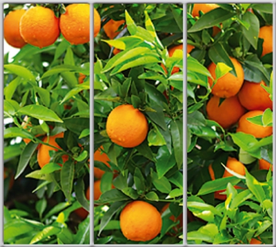 

Шкаф купе Luxe Studio Стандарт-1 Фотопечать Еда и напитки-17 2100x2200x600 трехдверный