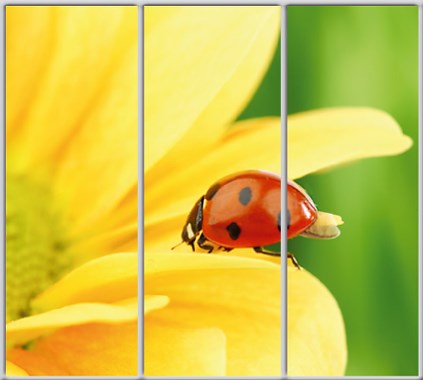 

Шкаф купе Luxe Studio Стандарт-1 Фотопечать Животные-30 2100x2400x600 трехдверный