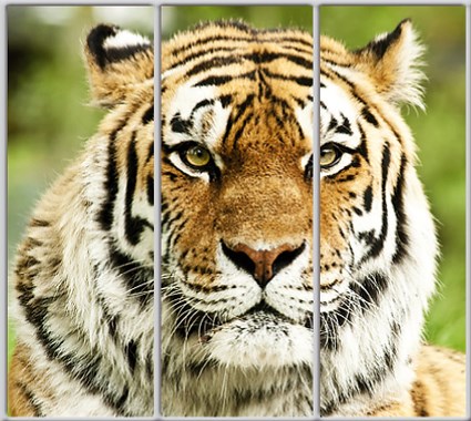 

Шкаф купе Luxe Studio Стандарт-1 Фотопечать Животные-40 2100x2200x600 трехдверный