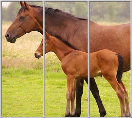 

Шкаф купе Luxe Studio Стандарт-1 Фотопечать Животные-29 2100x2000x600 трехдверный