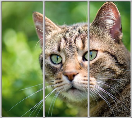 

Шкаф купе Luxe Studio Стандарт-1 Фотопечать Животные-3 2100x2200x600 трехдверный