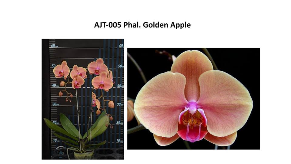Фаленопсис золотое яблоко фото и описание