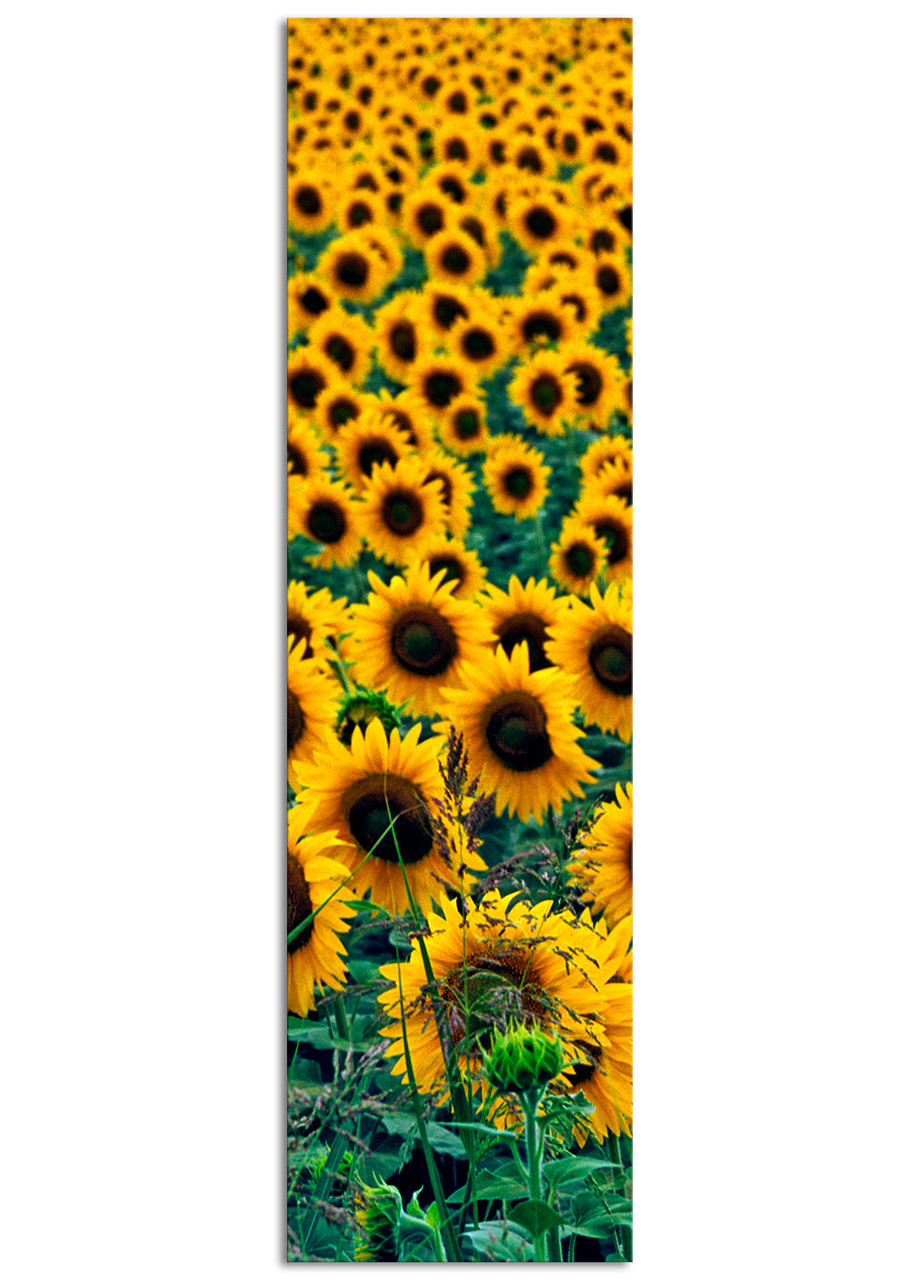 

Фотокартина на холсте Подсолнухи, 50*180 см