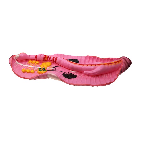

Модель Дождевой червь Pink