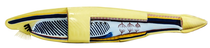 

Модель Ланцетник Yellow