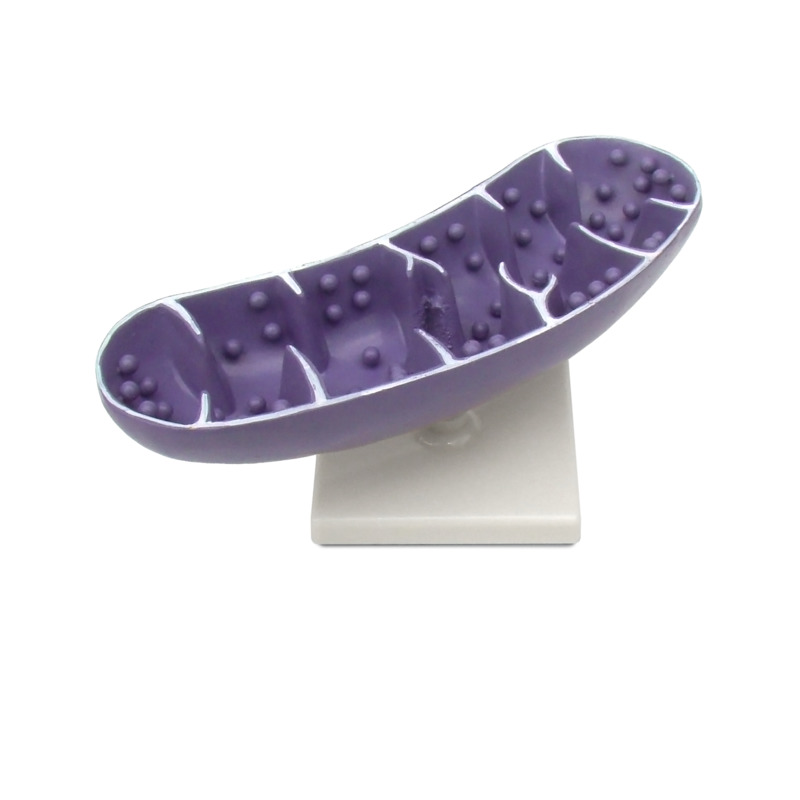 

Модель Митохондрия Violet