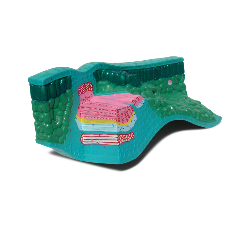 

Модель Строение листа Blue