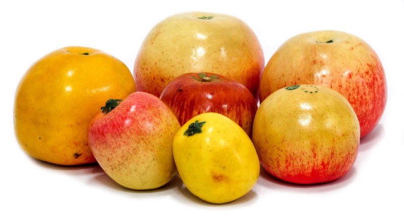 

Модель «Дикая форма и культурные сорта яблок» Orange
