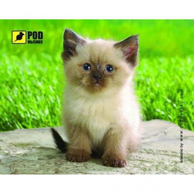 

Коврик Pod Mishkou Сиамский котик