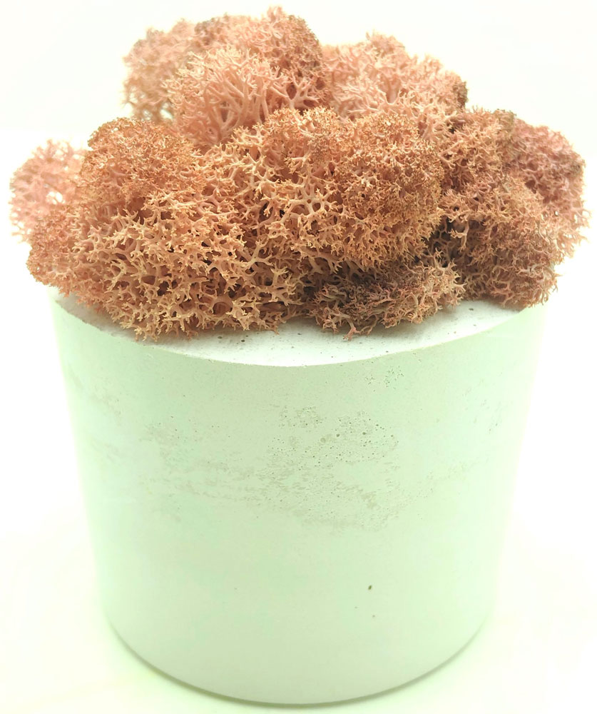 

SO Green (Соу Грин) – украинская студия озеленения и декора, которая создает изделия и дизайн интерьера из стабилизированного мха. Следуя актуальным т