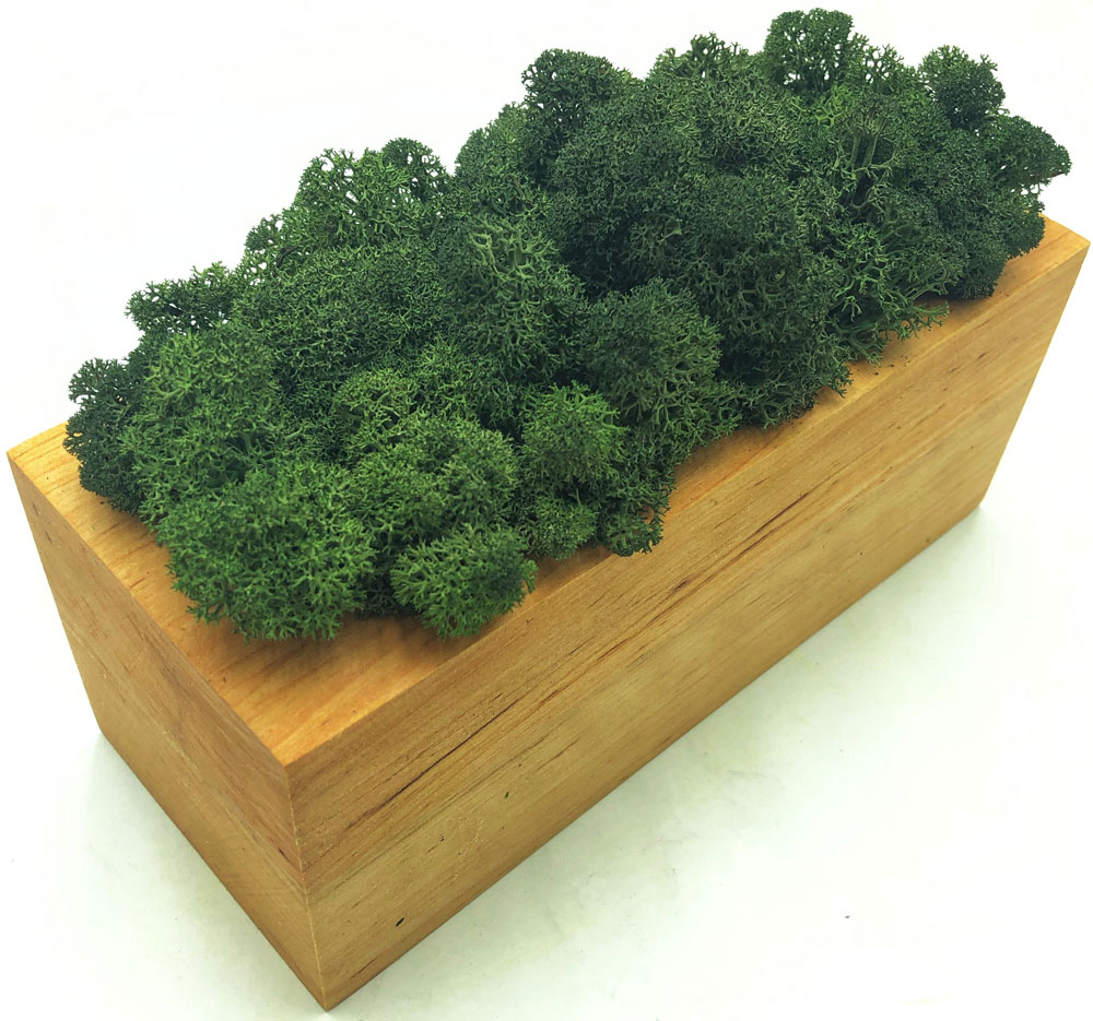 

Стабилизированный мох SO Green Соу Грин болотный в деревянном горшке 20×8 см (00390)