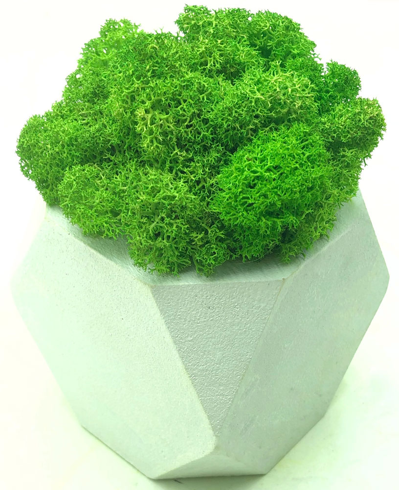 

Стабилизированный мох SO Green Соу Грин зеленый деревянный белый шестигранный горшок 8×8 см (002211)