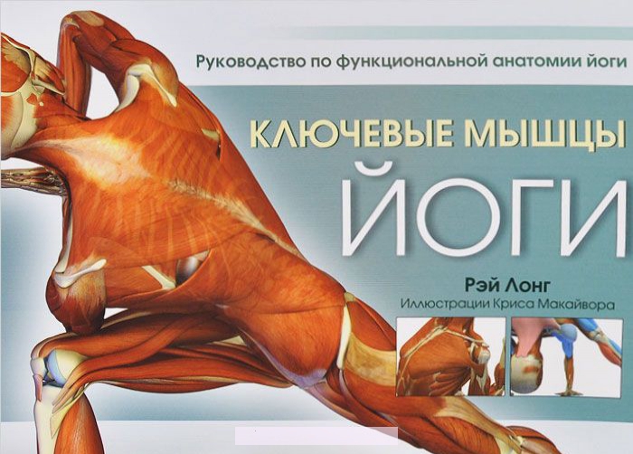 

Ключевые мышцы йоги