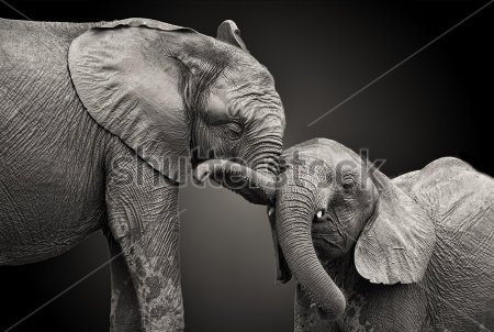 

Фотообои Сhameleons Слоны (455068276)