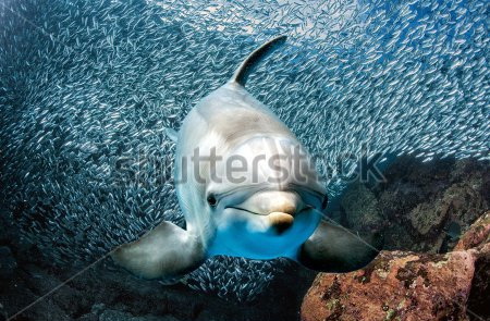 

Фотообои Сhameleons Дельфин под водой (451267309)
